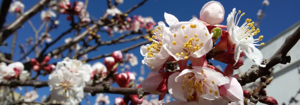 i nostri albicocchi in fiore