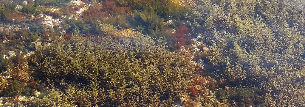 La trasparenza dei fondali del nostro mare