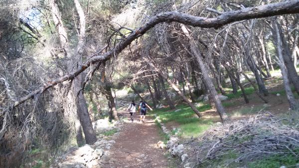 Passeggiata nella pineta a Porto Selvaggio