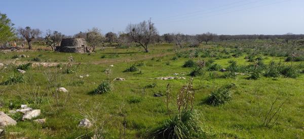 Passeggiata naturalistica sulla collina di Sant'Eleuterio a Matino