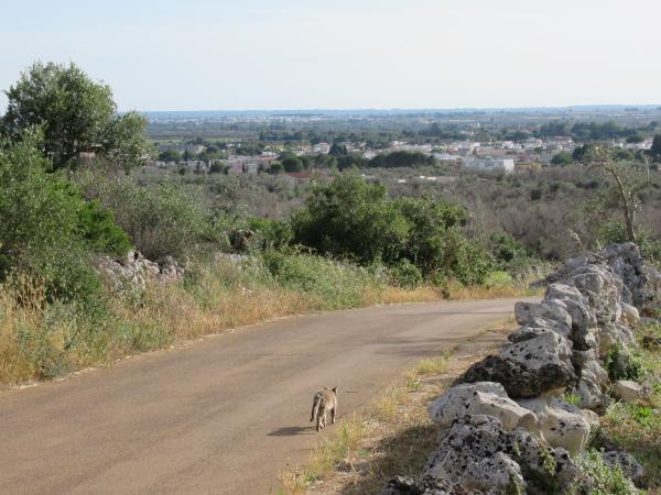 Visite guidate ai Sassi della Vecchia di Giuggianello adatti a tutti