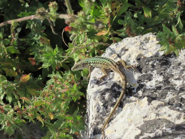 Visite guidate ai Sassi della Vecchia di Giuggianello adatti a tutti