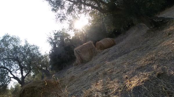 Visite guidate al giardino dei megaliti a Giurdignano