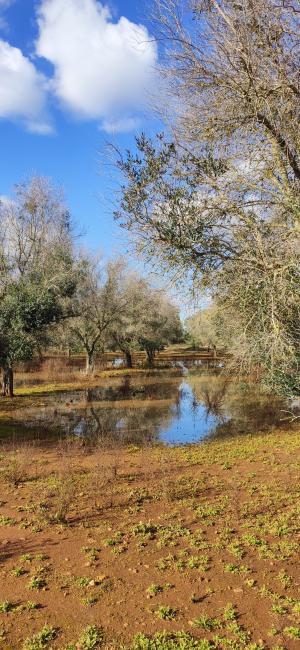 Visite guidate al giardino dei megaliti a Giurdignano per gruppi e scuole