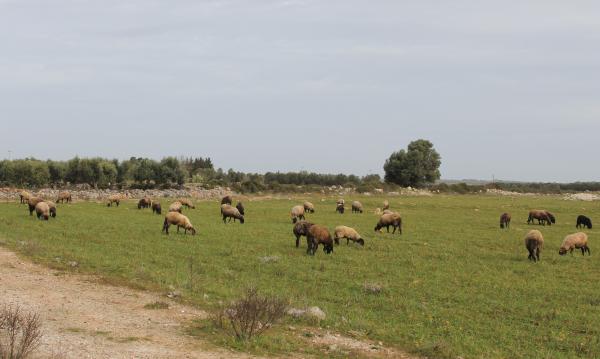 Trekking nel Parco del Mago: da Soleto a Sternatia