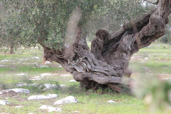 Trekking nel Parco del Mago: da Soleto a Sternatia