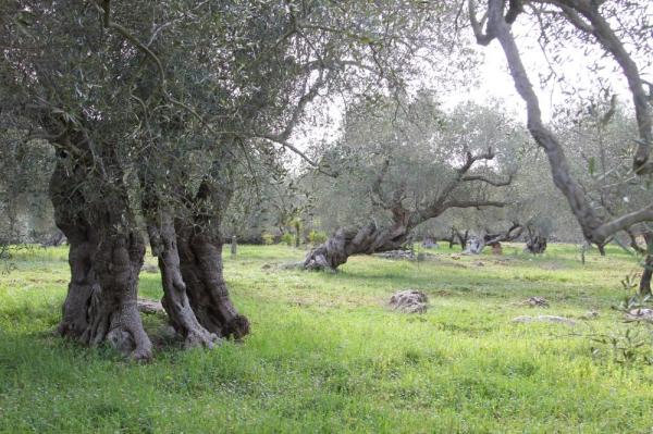 Trekking nel Parco del Mago: da Soleto a Sternatia