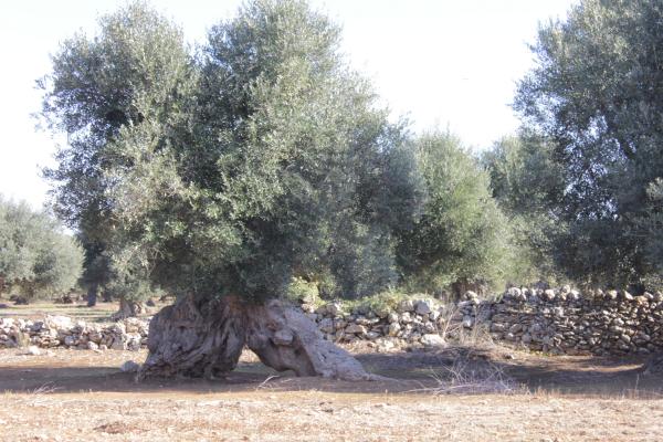 Visita guidata a Maruggio