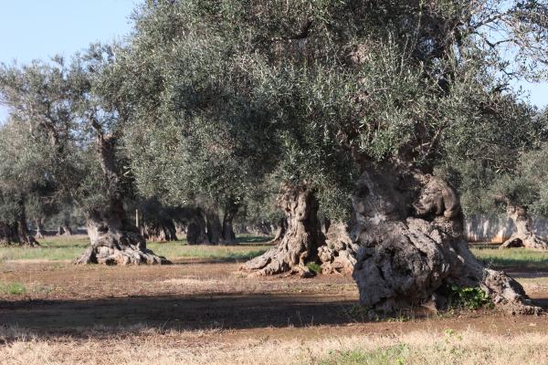 visita guidata agli uliveti e frantoi