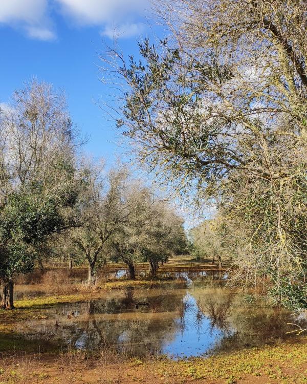 visita guidata agli uliveti e frantoi