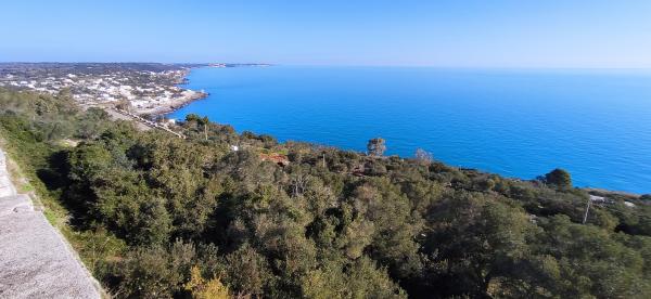 uliveto al mare - visita guidata agli uliveti e frantoi con degustazione di olio