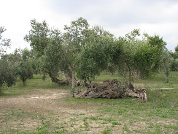 Ulivo secolare - visita guidata agli uliveti e frantoi con degustazione di olio