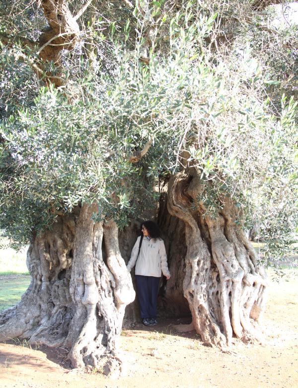 Ulivo secolare - visita guidata agli uliveti e frantoi con degustazione di olio