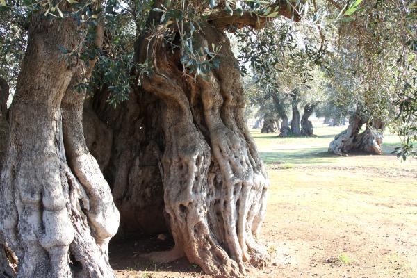 Ulivo secolare - visita guidata agli uliveti e frantoi con degustazione di olio