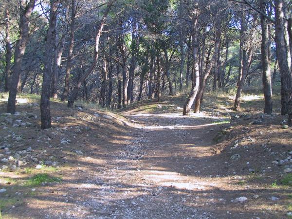 trekking a Porto Selvaggio, la pineta