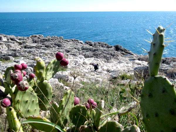 Passeggiata naturalistica al sentiero delle Cipolliane